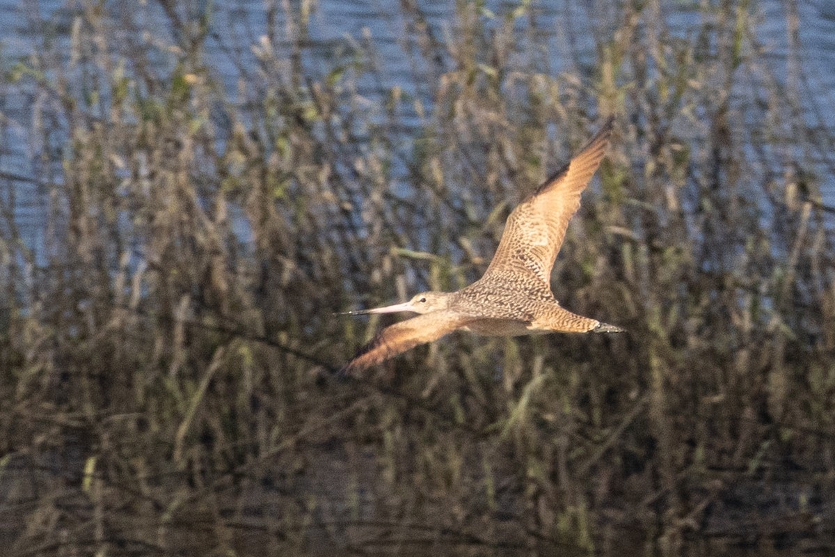 Marbled Godwit - ML645530146