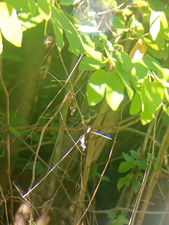 Glittering-bellied Emerald - ML645530157