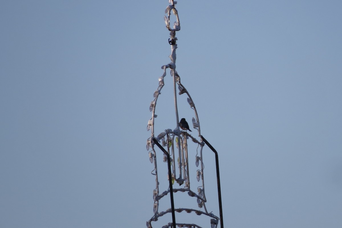 Eastern Bluebird - ML645530159