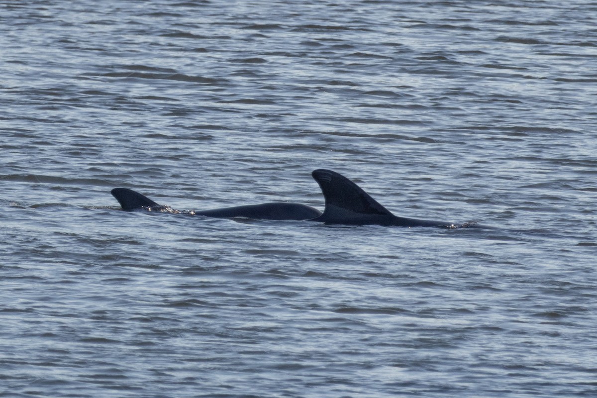 Tamanend's Bottlenose Dolphin - ML645530163