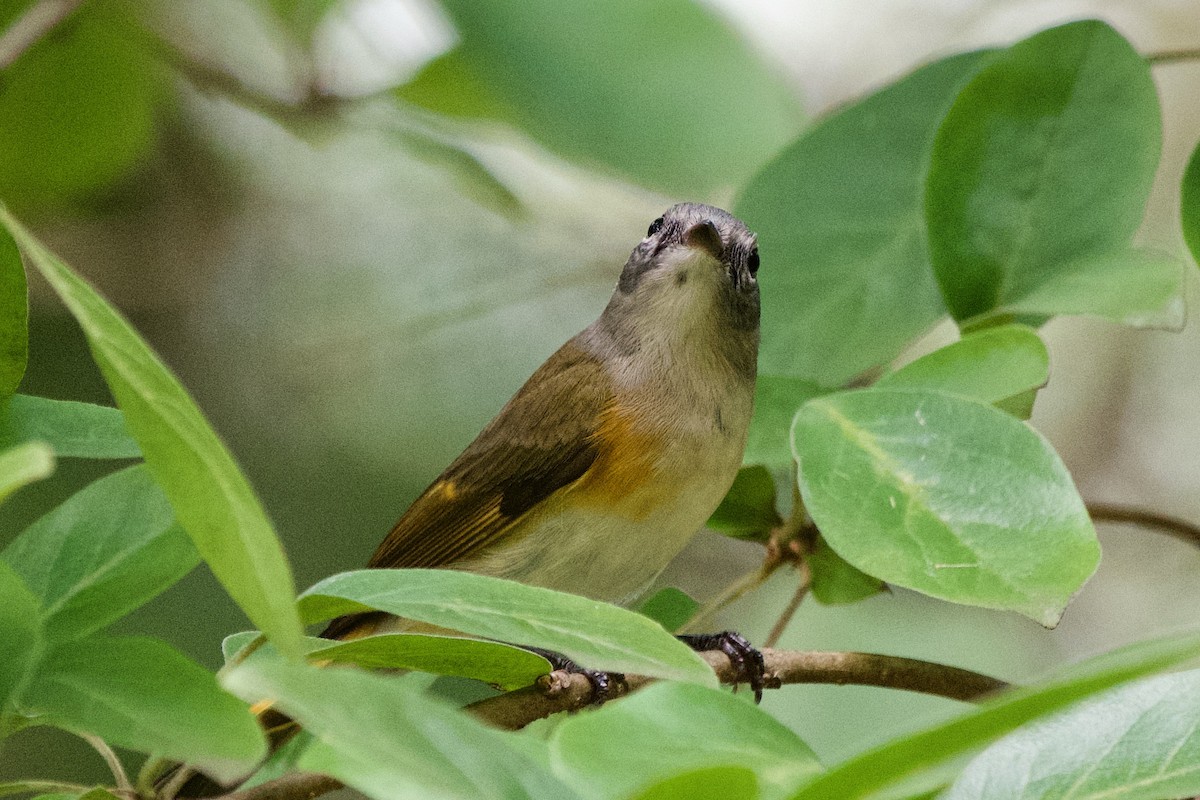 American Redstart - ML645530169