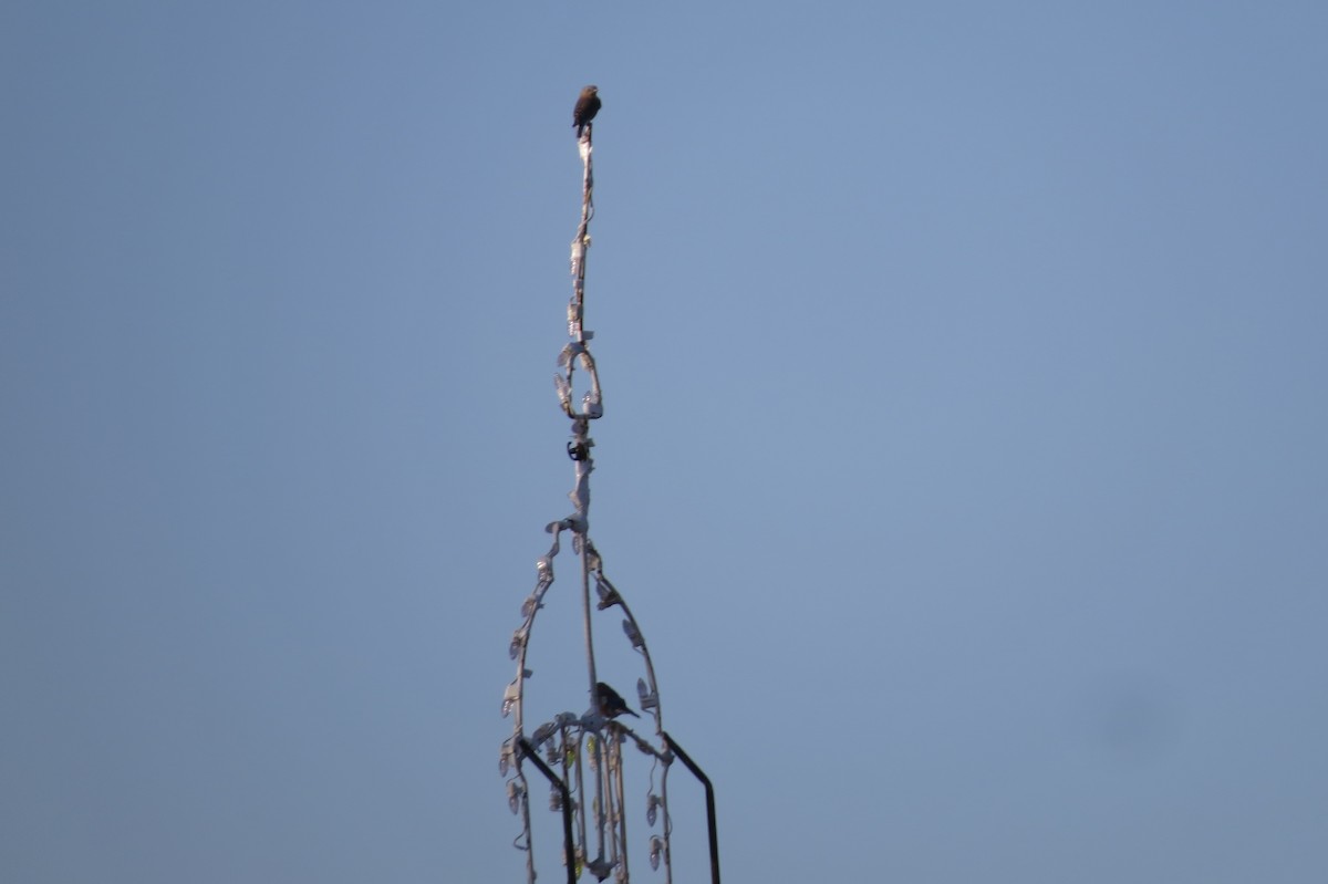 Eastern Bluebird - ML645530170