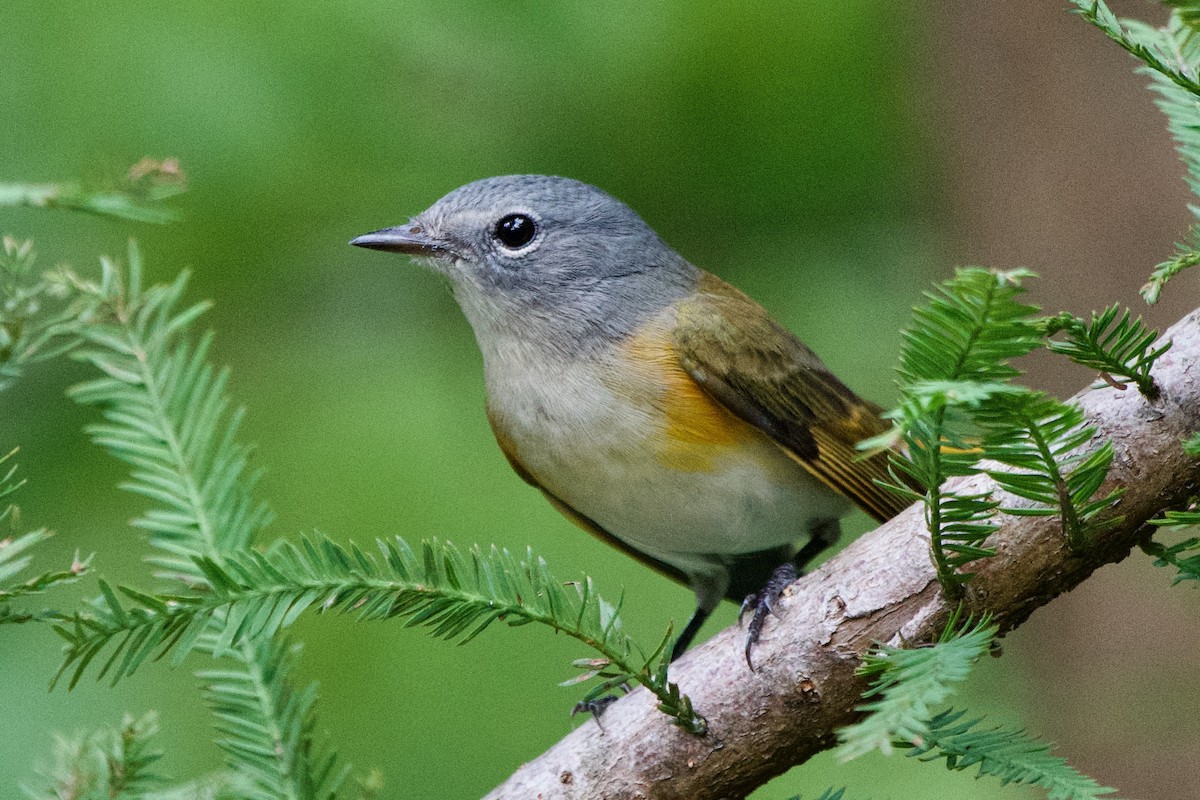 American Redstart - ML645530171