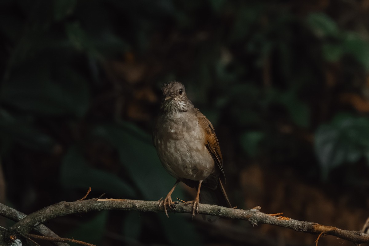 Pale-breasted Thrush - ML645530178