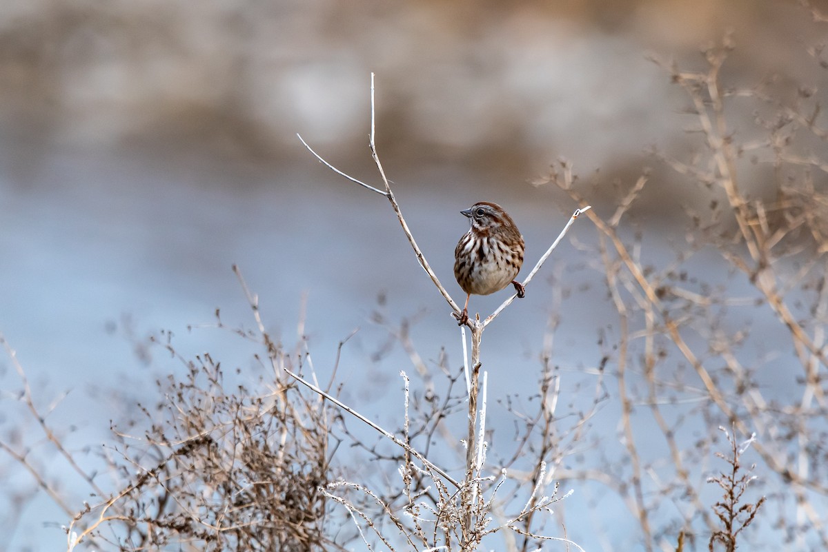 Song Sparrow - ML645530181