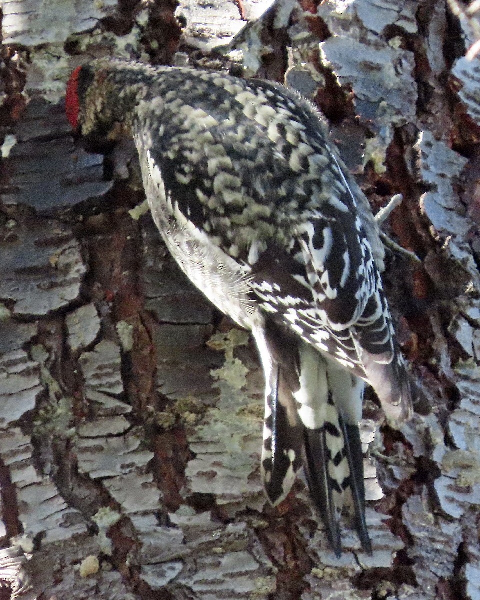 Rotnacken-Saftlecker - ML645530182