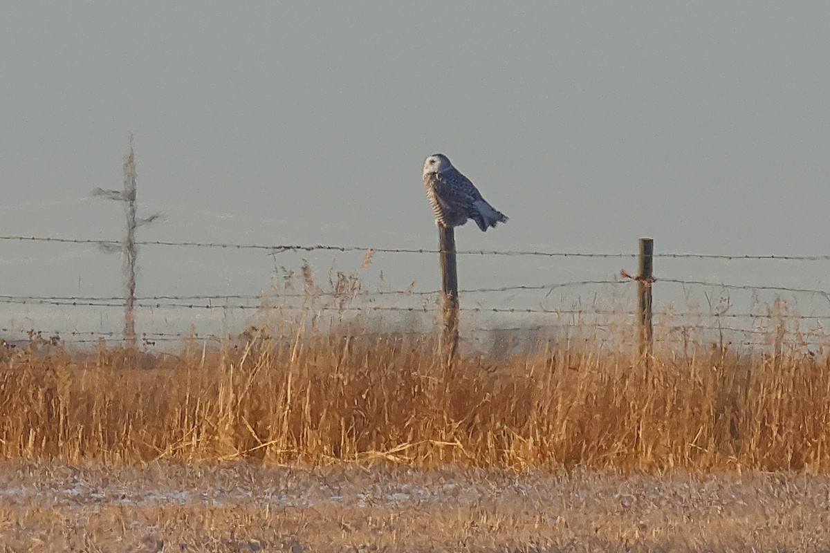 Snowy Owl - ML645530185