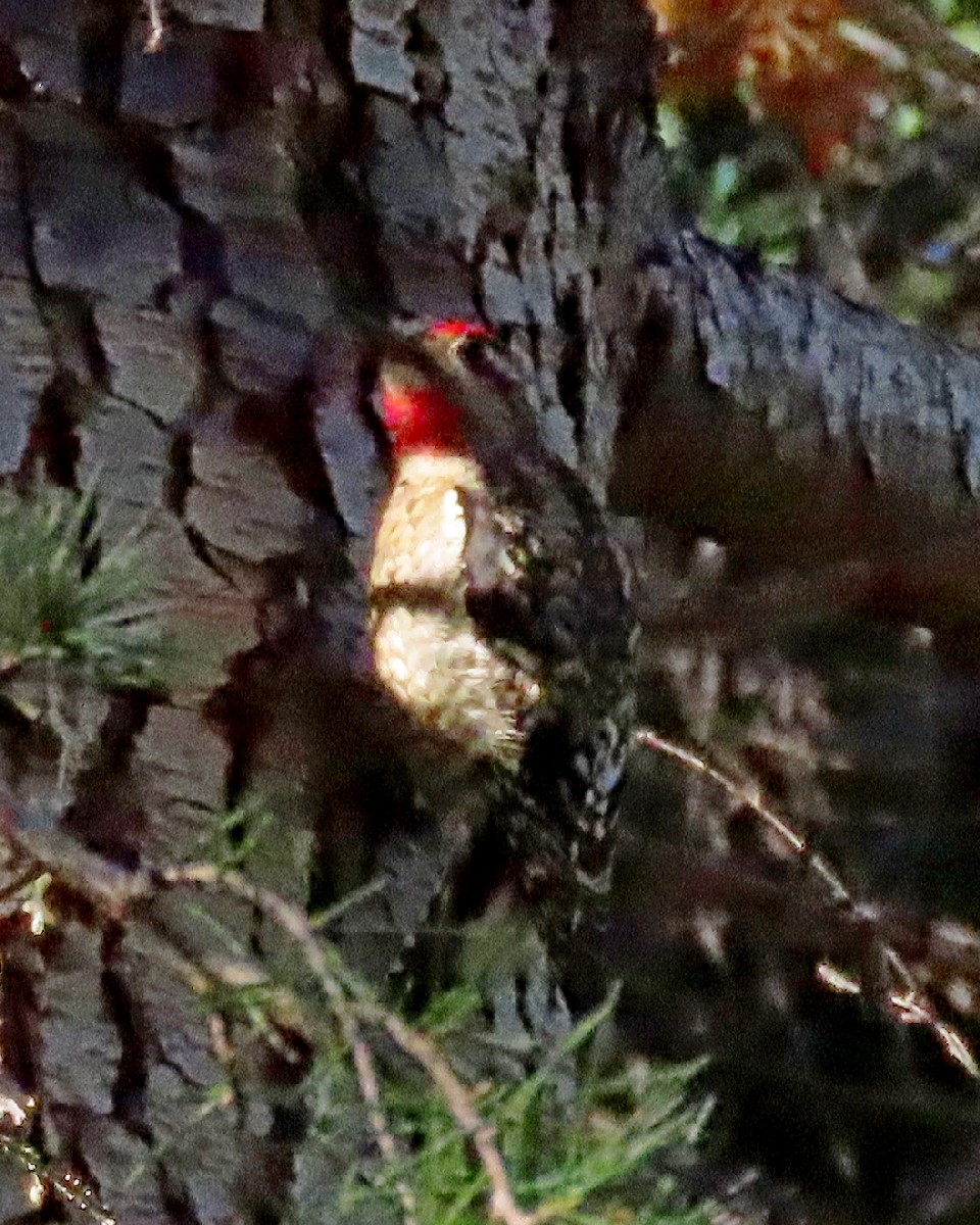 Rotnacken-Saftlecker - ML645530187