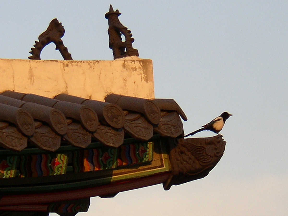 orientskjære - ML645530190