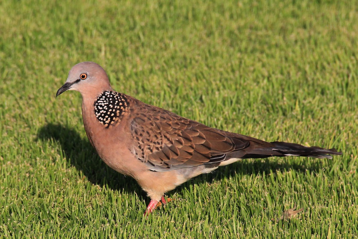 Spotted Dove - ML645530197