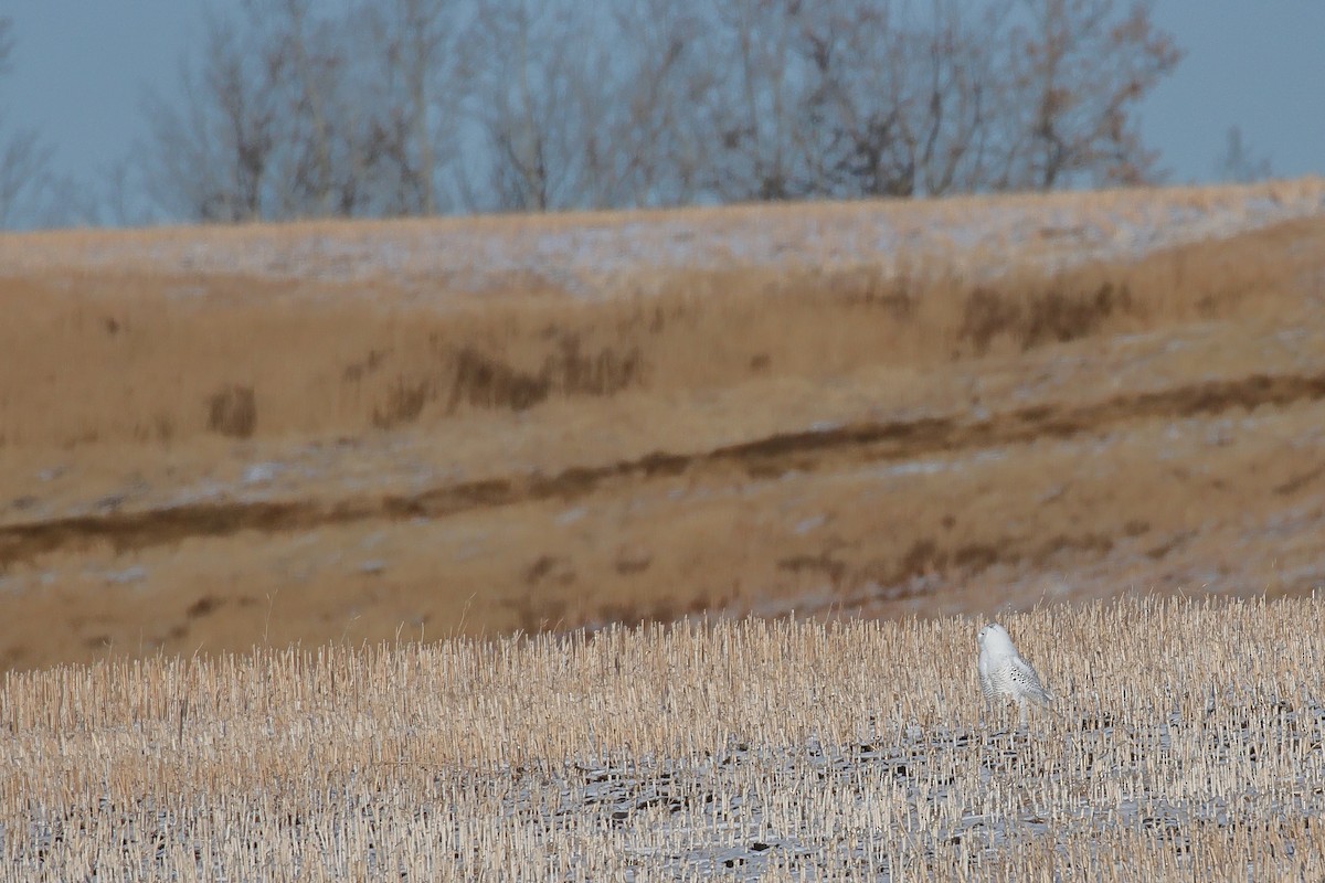 Snowy Owl - ML645530198