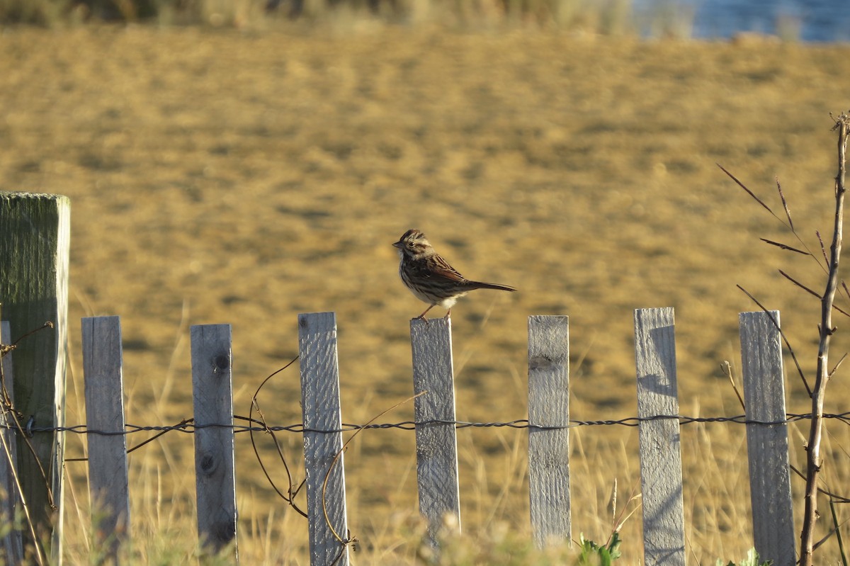 Song Sparrow - ML645530213