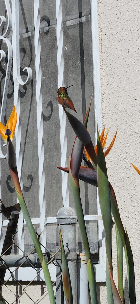 Allen's Hummingbird - ML645530224