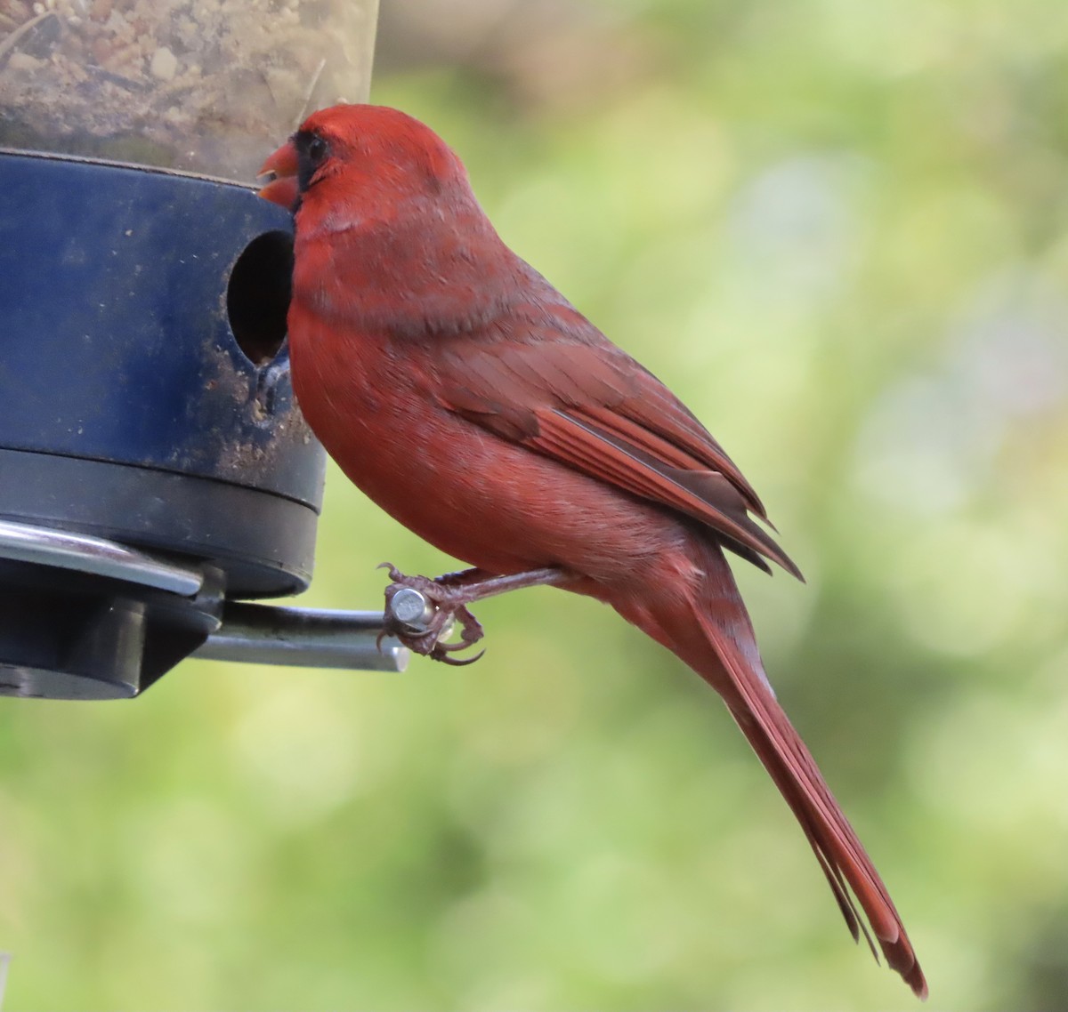 Cardinal rouge - ML645530226