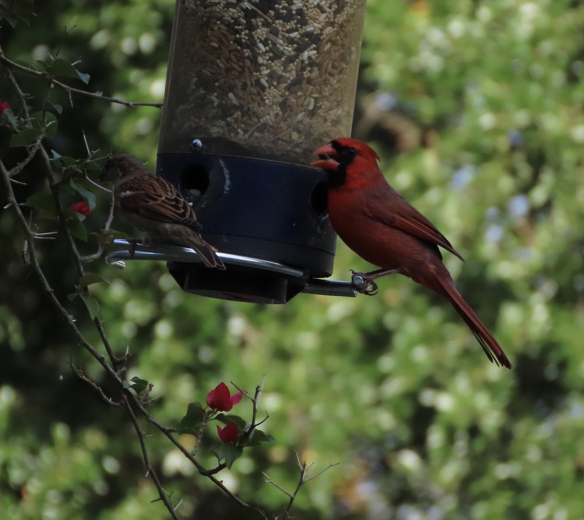 Cardinal rouge - ML645530228