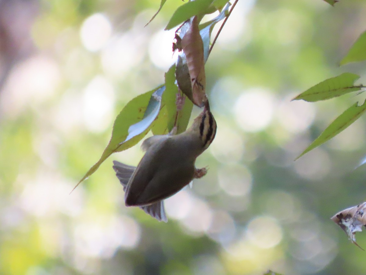 Worm-eating Warbler - ML645530242