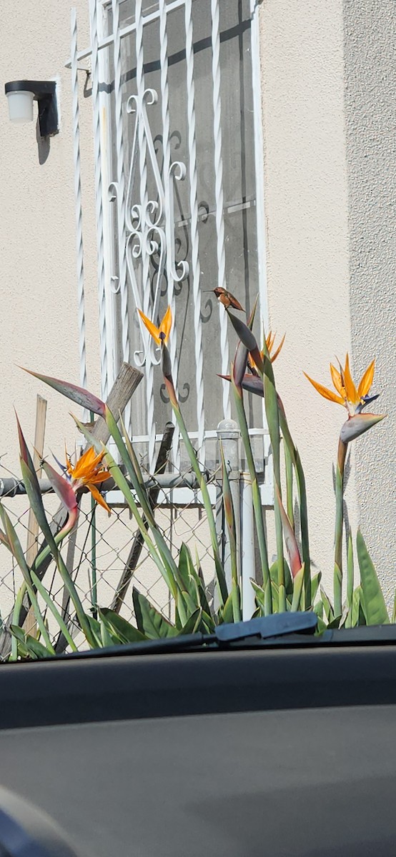 Allen's Hummingbird - ML645530248