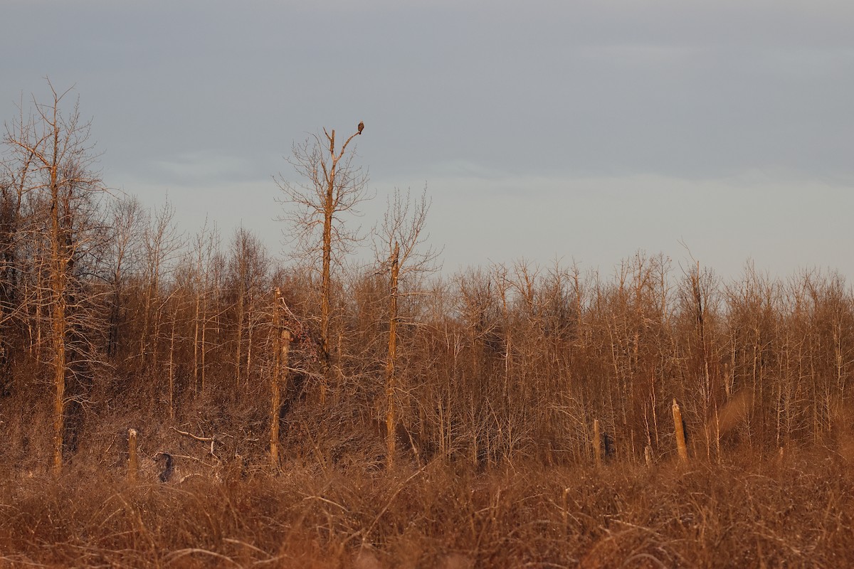 Bald Eagle - ML645530261