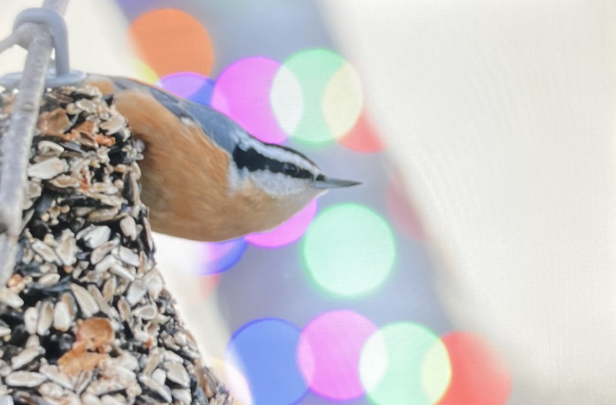 Red-breasted Nuthatch - ML645530263