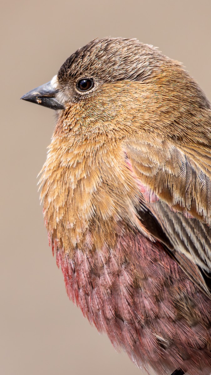 pěnkavice coloradská - ML645530264