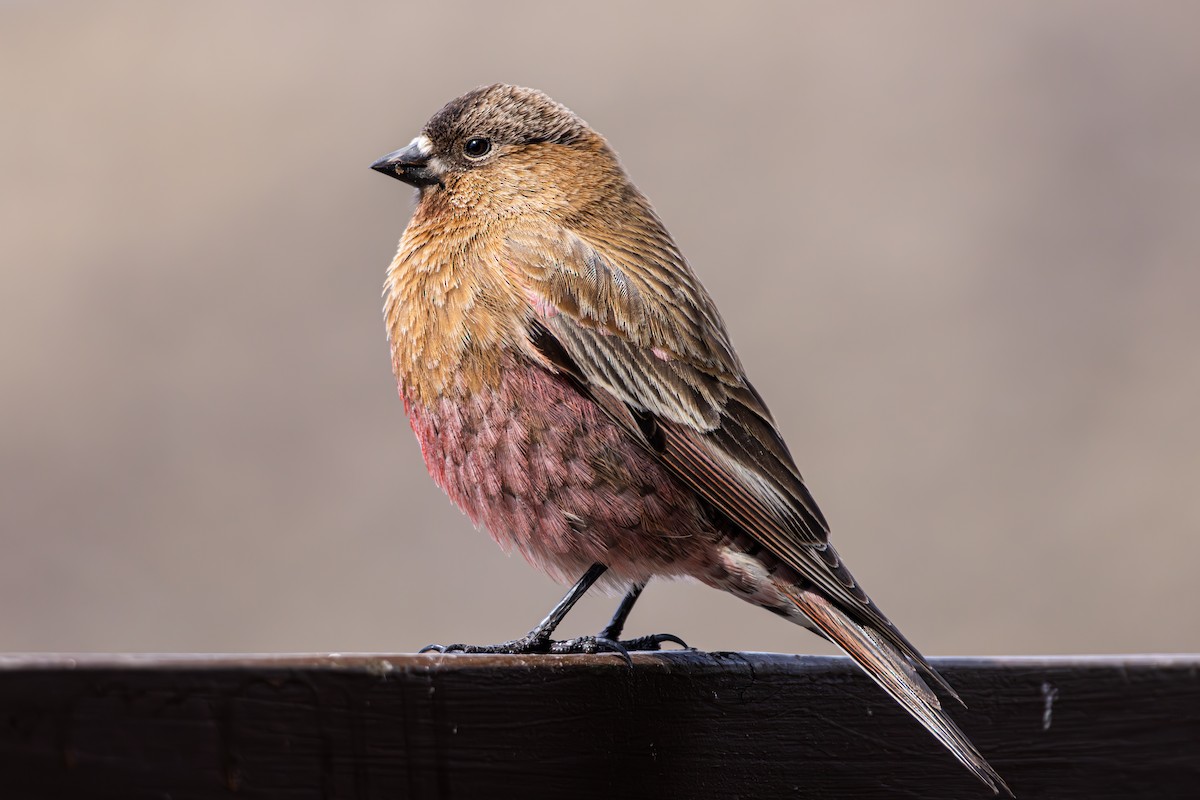 pěnkavice coloradská - ML645530266