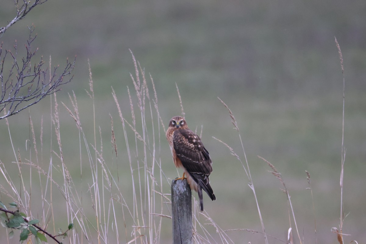 זרון אמריקני - ML645530269