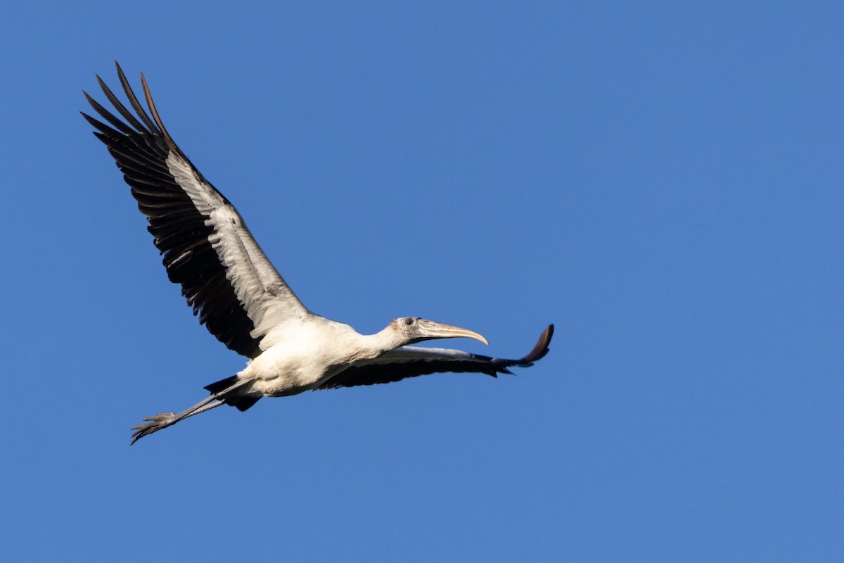 Wood Stork - ML645530270