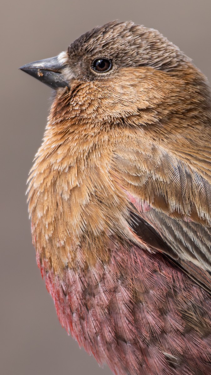 Brown-capped Rosy-Finch - ML645530273