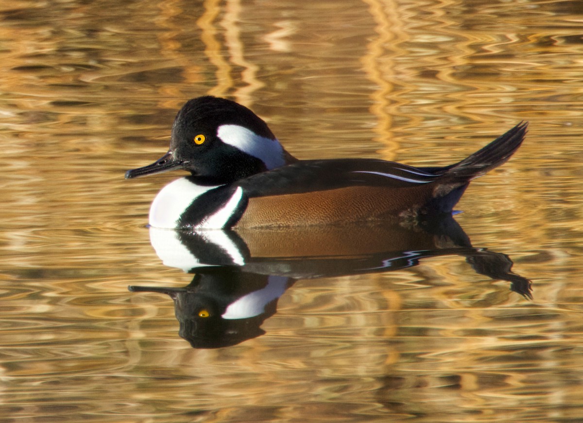 Hooded Merganser - ML645530274