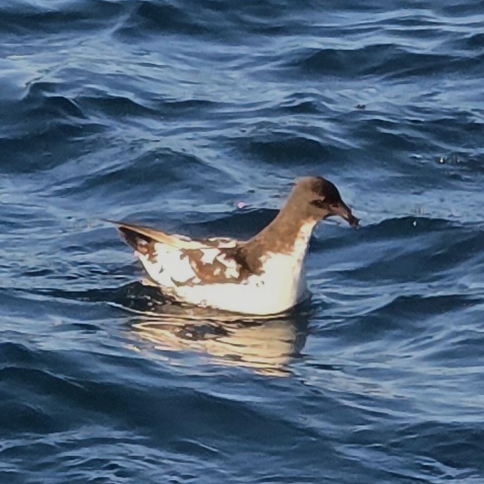 Pintado Petrel - ML645530275