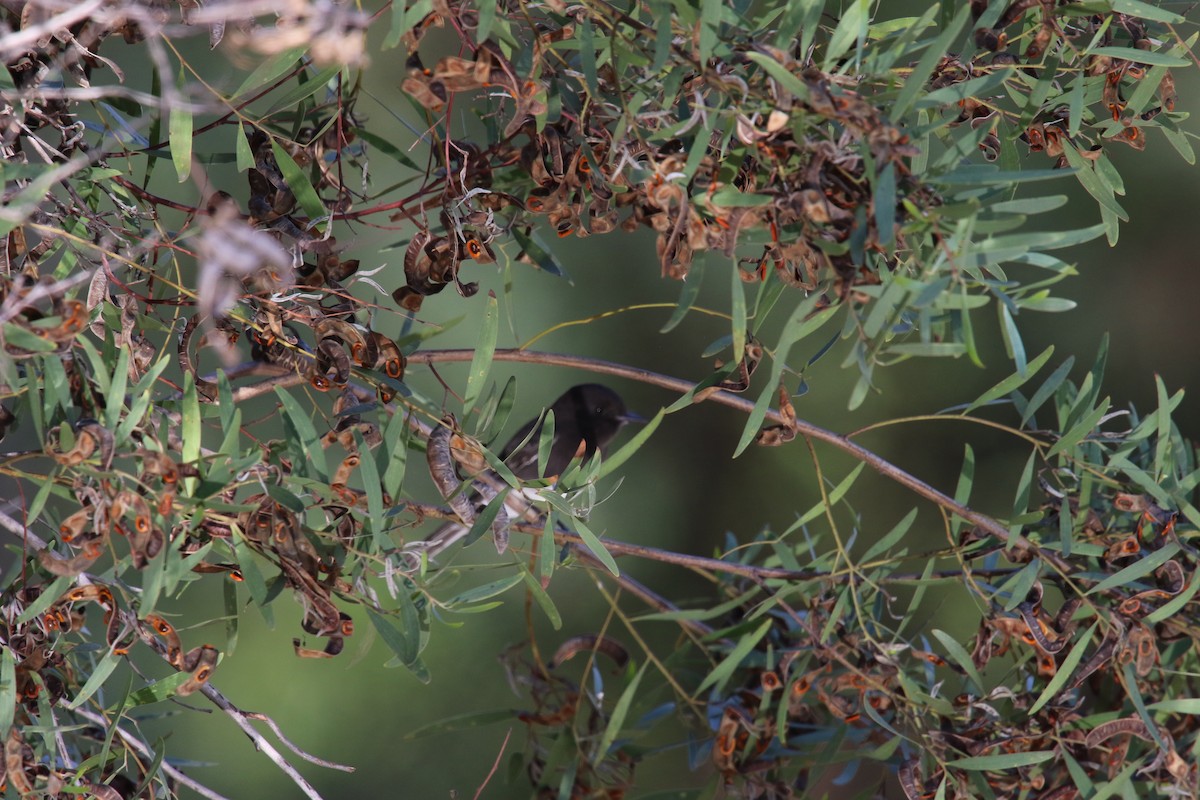 Black Phoebe - ML645530276