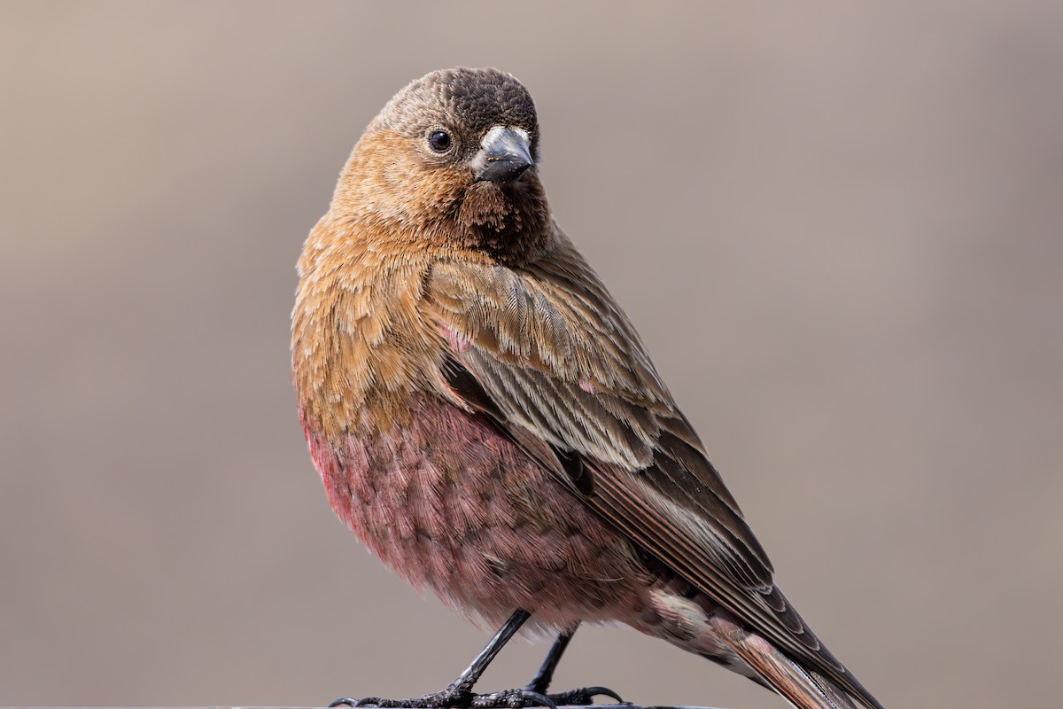 Brown-capped Rosy-Finch - ML645530277
