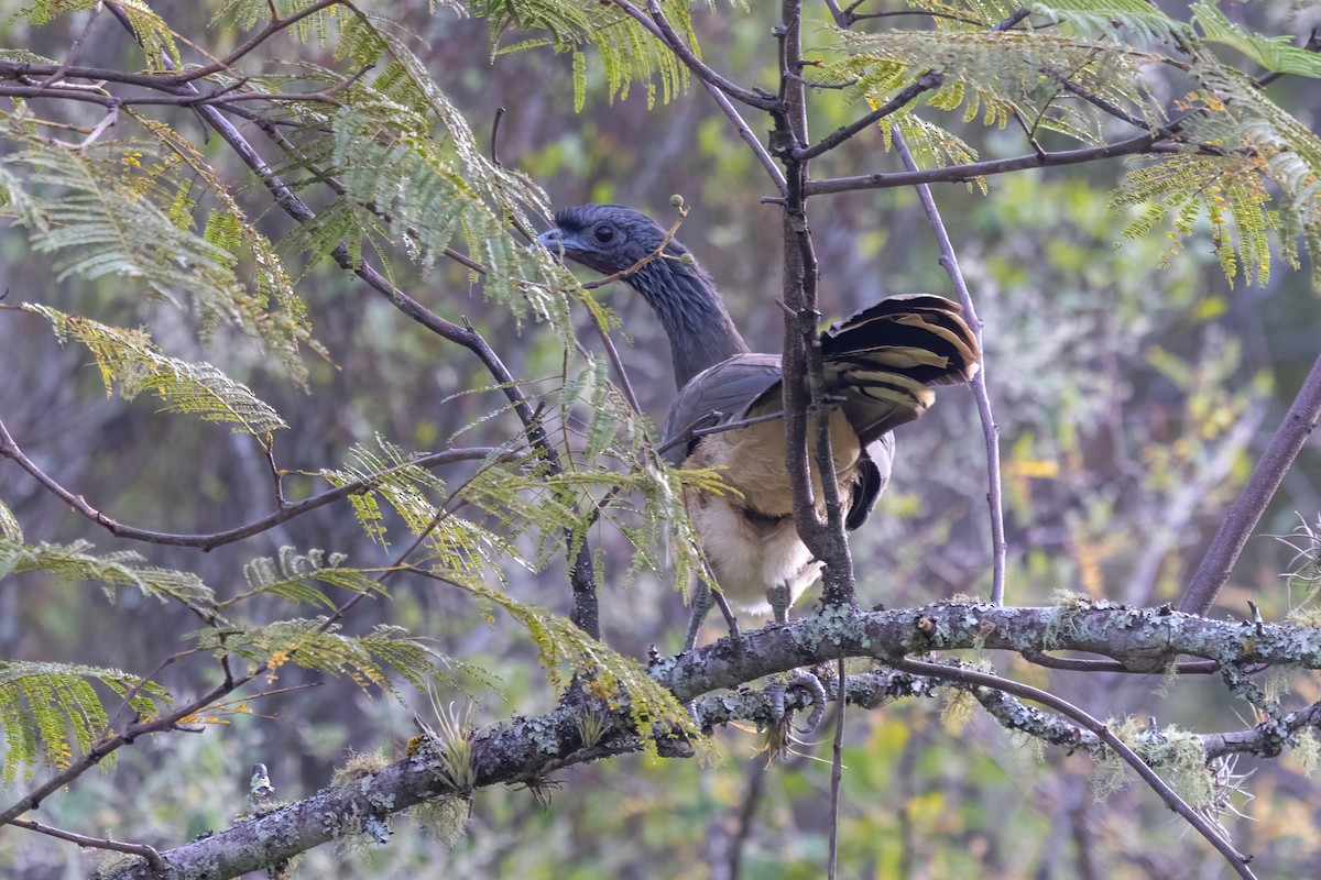 West Mexican Chachalaca - ML645530278
