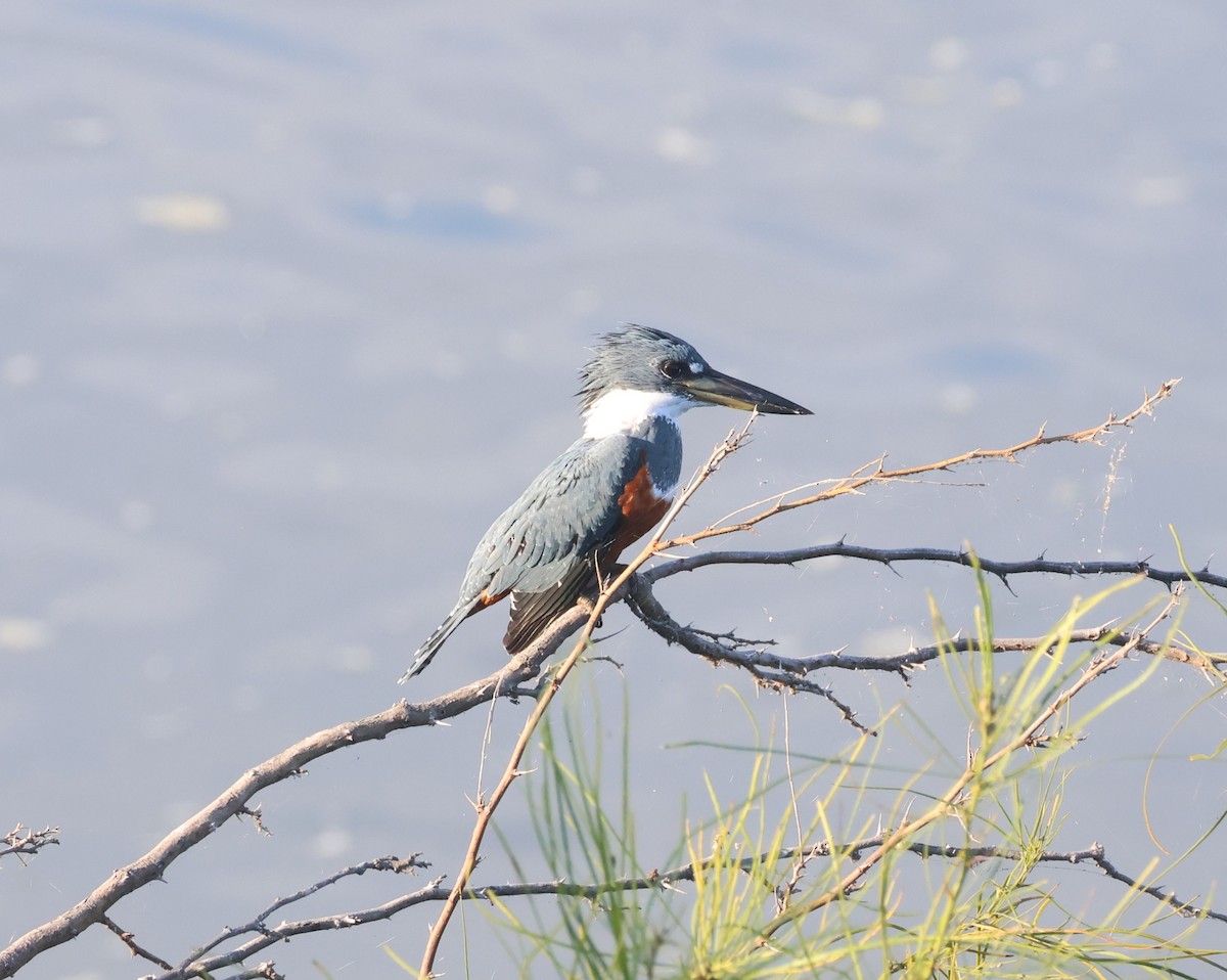 Ringed Kingfisher - ML645530279