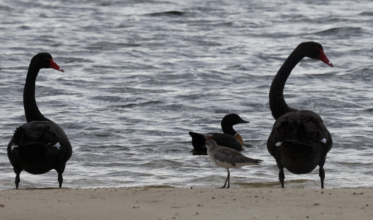 Black Swan - ML645530280