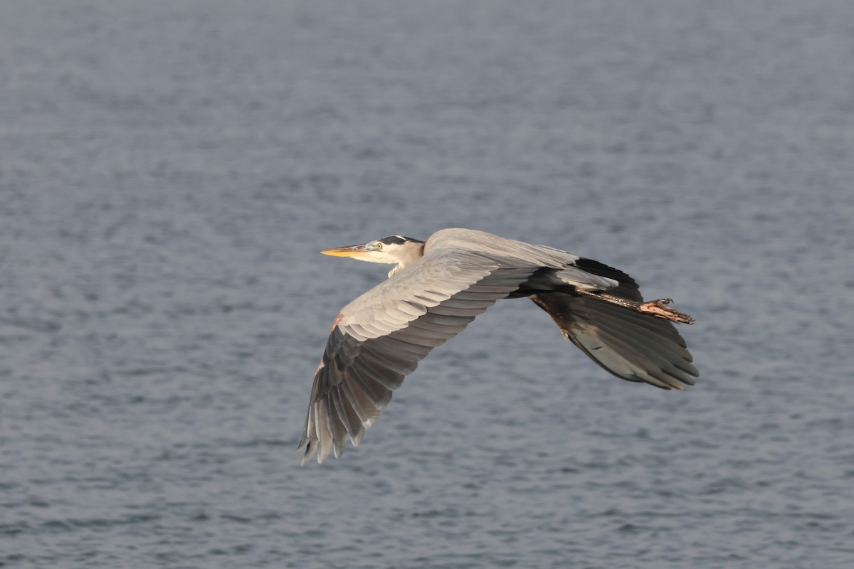 Great Blue Heron - ML645530281