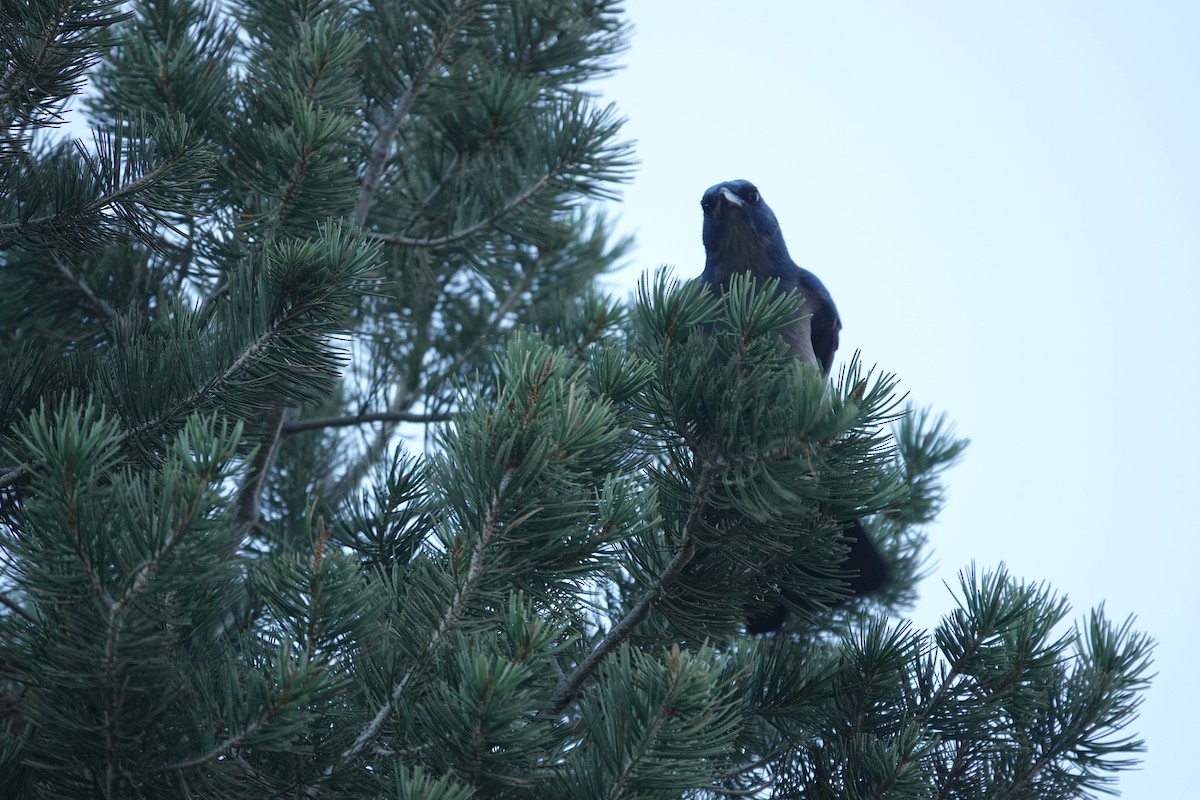 Mexican Jay - ML645530282