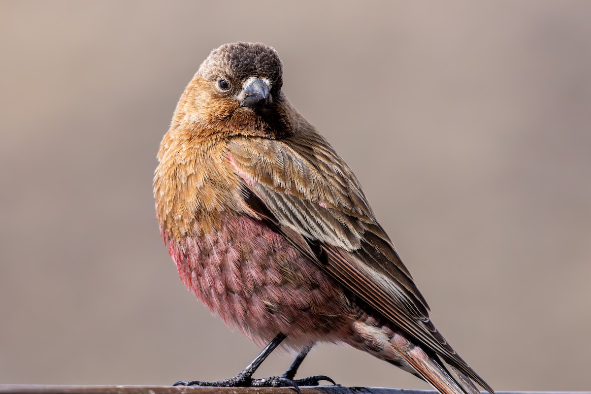 Brown-capped Rosy-Finch - ML645530283