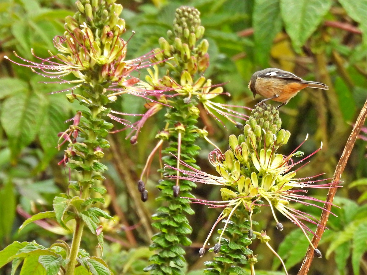 Cinereous Conebill - ML645530284