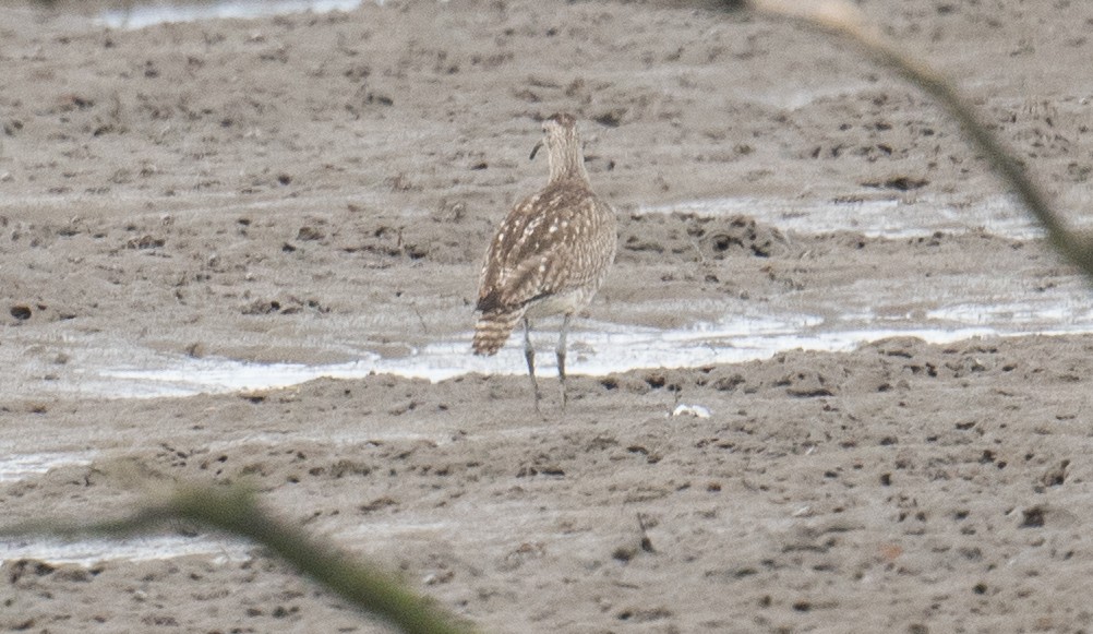 Eurasian Whimbrel - ML645530285