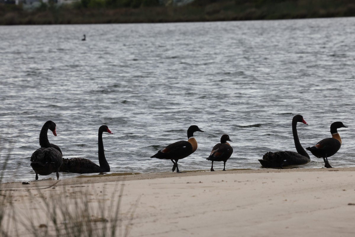 Halsbandgans - ML645530286