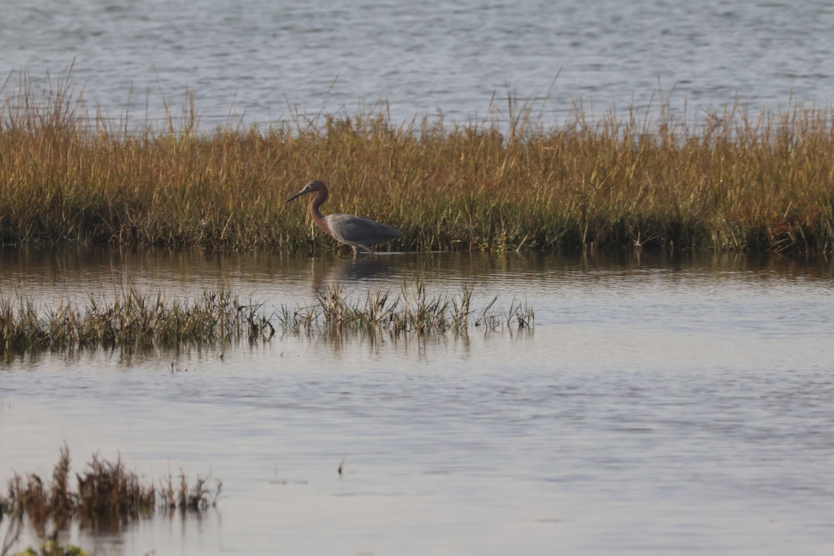 Reddish Egret - ML645530287