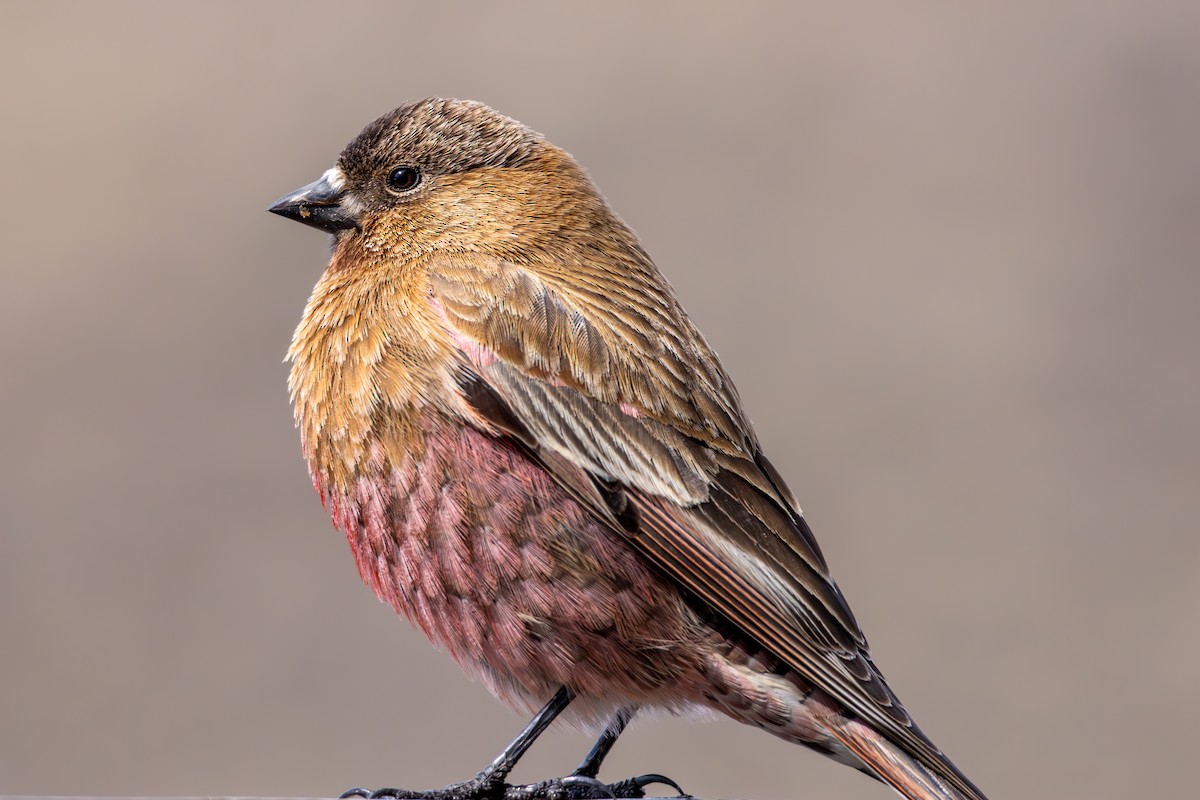 Brown-capped Rosy-Finch - ML645530288