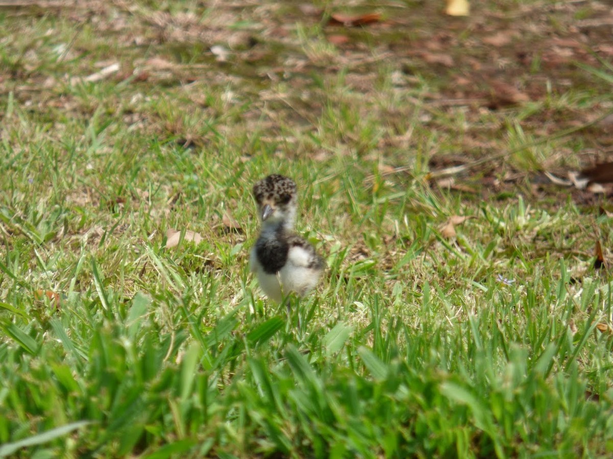 Southern Lapwing - ML645530290
