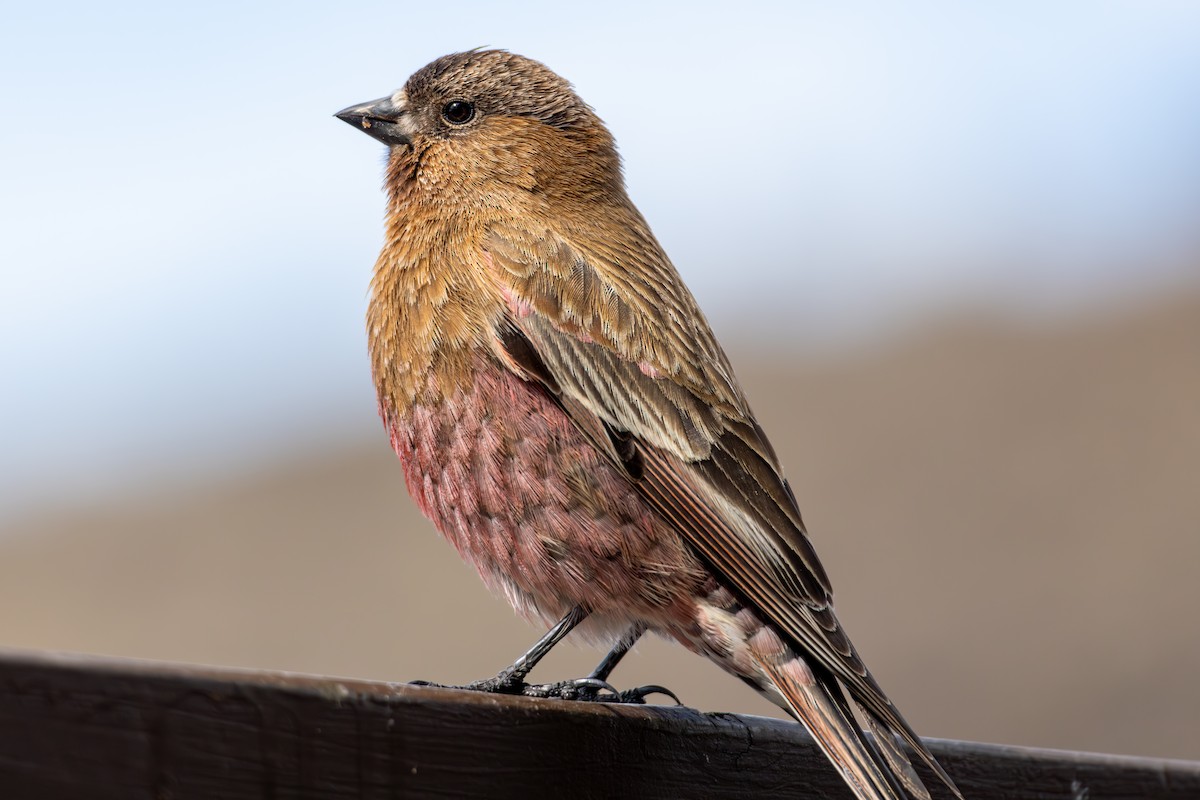 Brown-capped Rosy-Finch - ML645530291