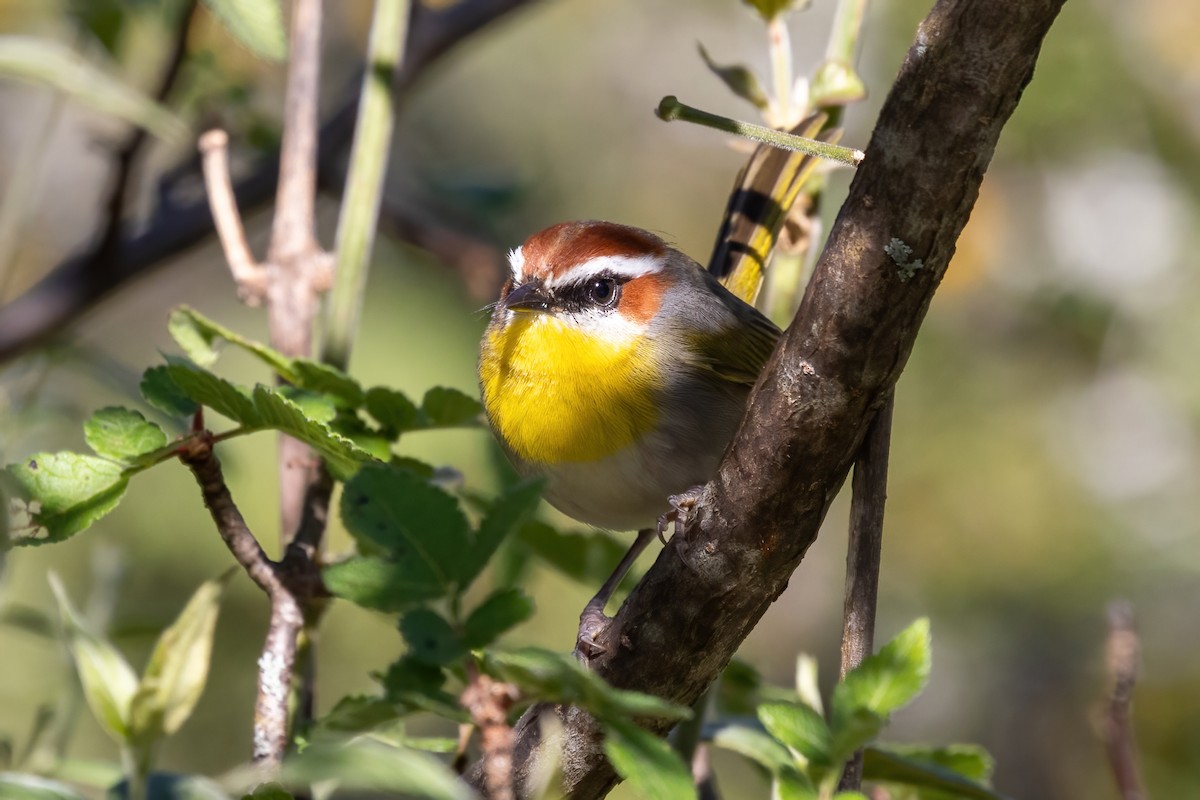 Rufous-capped Warbler - ML645530292