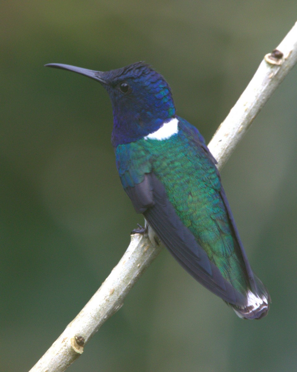 White-necked Jacobin - ML645530294