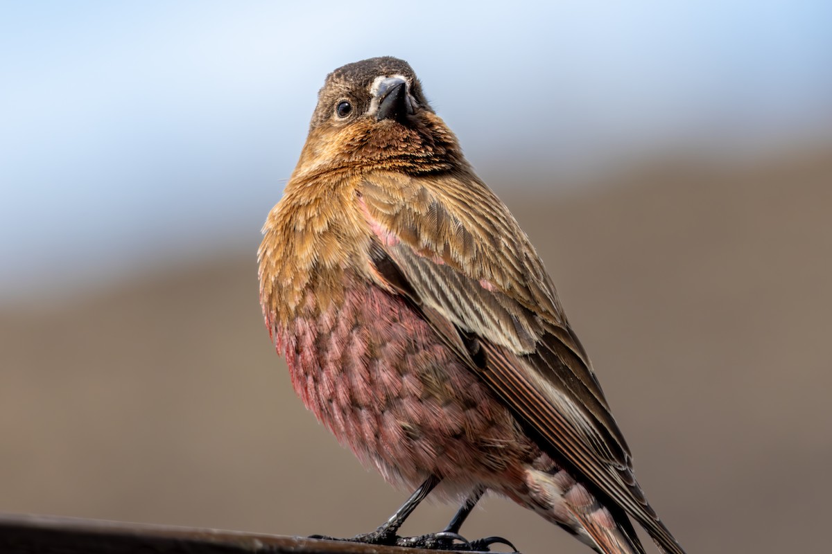 Brown-capped Rosy-Finch - ML645530296