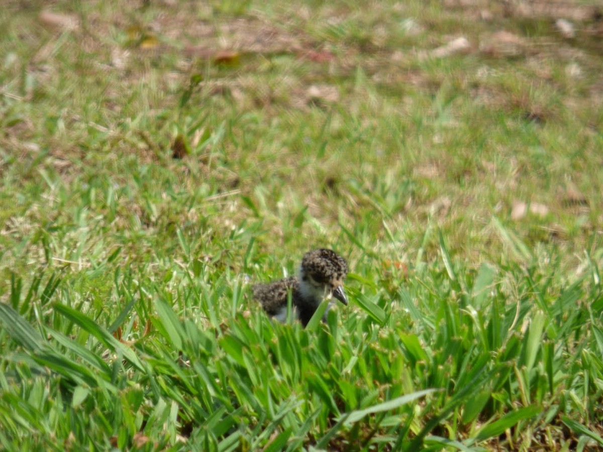 Southern Lapwing - ML645530297