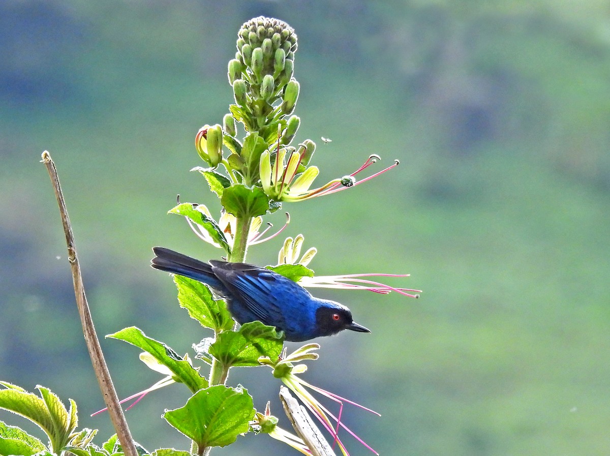 Masked Flowerpiercer - ML645530298